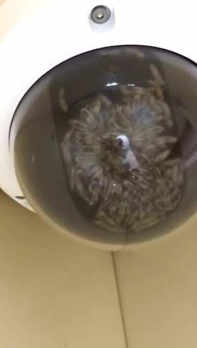 Maggots Found Partying inside CCTV