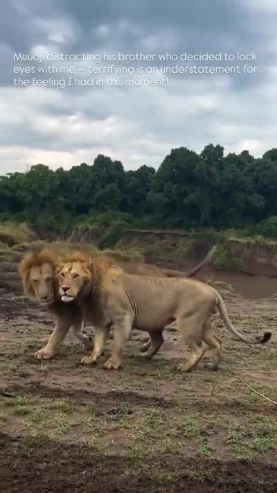 Iceman/Muwaji and his partner Oloiborr bonding. It was a smart move Muwaji didn’t kill this youngster 3 yrs ago during the take over. Now hes reaching...