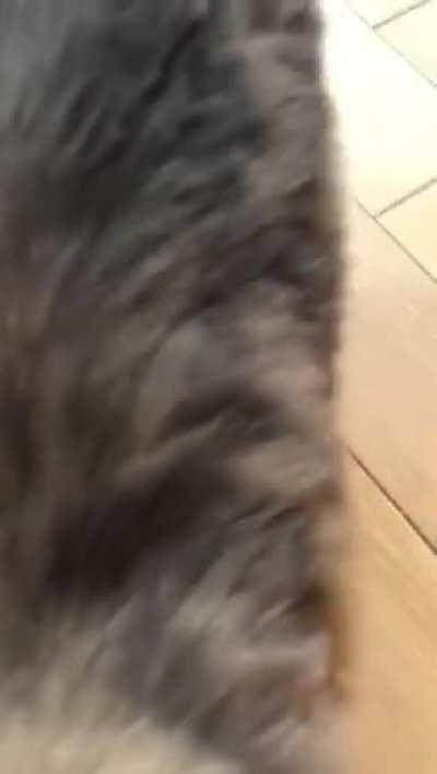 A little honk from Merlin 🐱