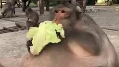 The new Monke game is lit af