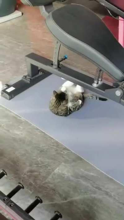 No Pain, No Gain (cat Edition)