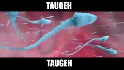 Imagine eating taugeh