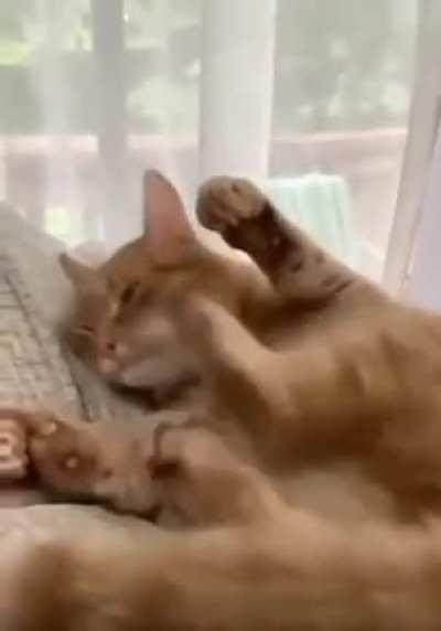 A singular braincell trying to clean their paw