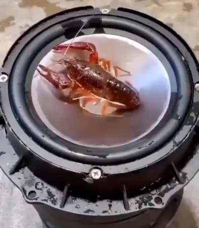 SIMPLEMENTE CANGEJO PARTY