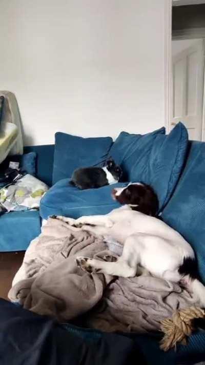 Just over a year since getting the dog and this is an almost daily occurrence, finally!! (Excuse the mess of the sofa, the rabbit still hasn't grasped that we don't wee and poo on the sofa)