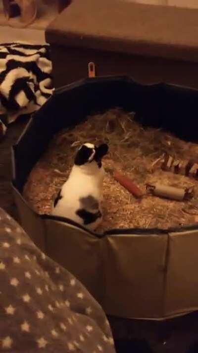 This little fellow was so scared when he first came to me. He is a rescue from an abusive home. I think Im doing something right heehee