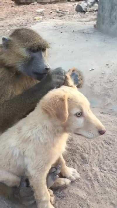 Don't worry, I got you brother!