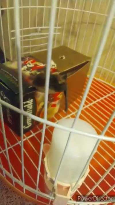 Зачем я решил завести летучую мышь?😭😭😭😭😭😭😭😭😭😭😭😭😭😭