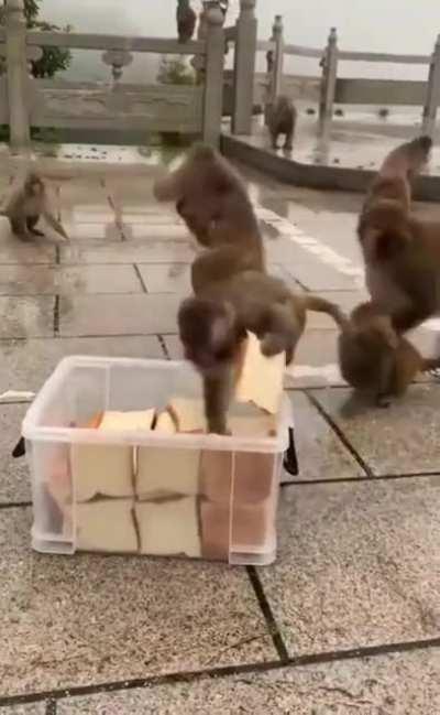 They enjoy the bread caw caw