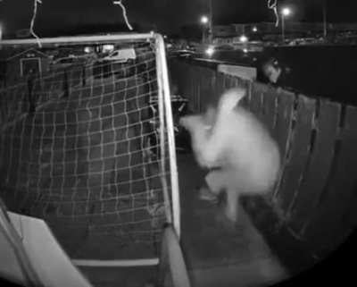 He observed & then executed his plan with perfect timing!