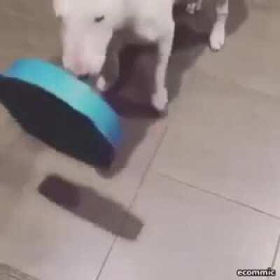 WCGW seeing a very legit healthy dog food bowl online when you ACTUALLY give it to your dog