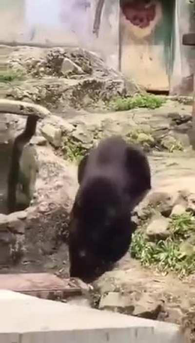 kung fu panda (incognito)