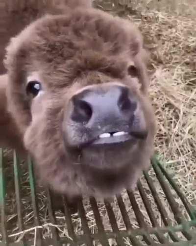 🧡 Mr. Grey 🧡 he loves to be brushed or scratched