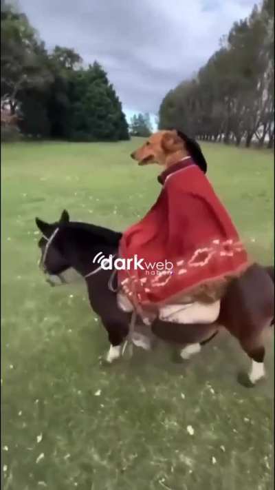 Have you seen the way Dutch looks at Uncle? …Like a dog with a piece of steak.