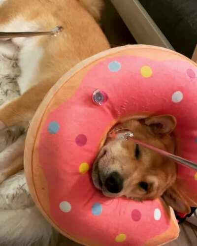 Scratch the donut lord.