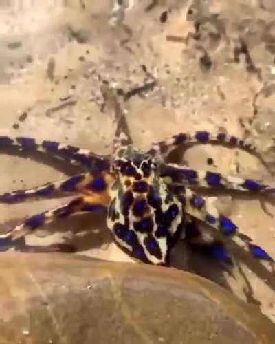 🔥 The beautiful and deadly blue ringed octopus.