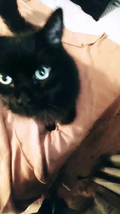 My 13 year old void asking for pets. Many pets ensued!