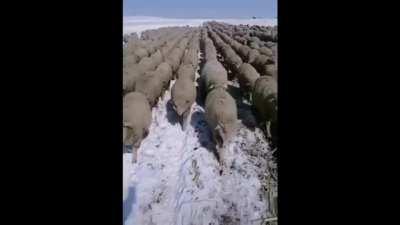 The Republic will be reorganized into the first galactic Empire!