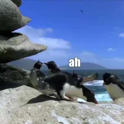 That guy who said, the penguins sounded like womble, if u are seeing this, here is part II