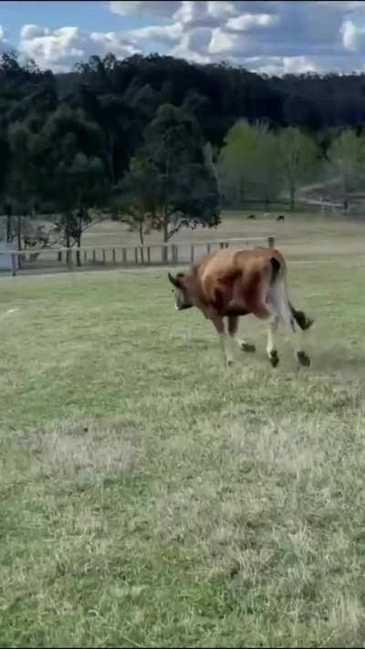 Dawn is excited to start a new day at Where Pigs Fly Farm Sanctuary