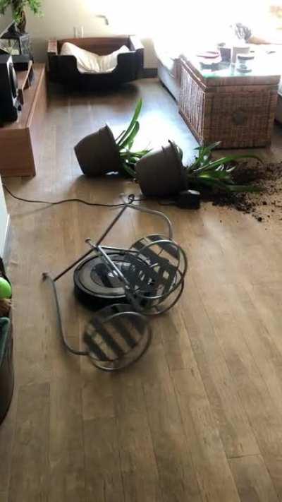 Found my roomba doing doughnuts and murdering my plants