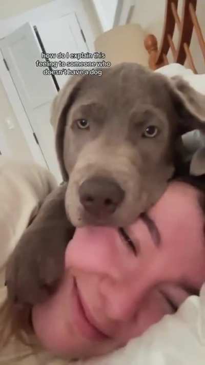 Dogs don’t ask, they just stay.