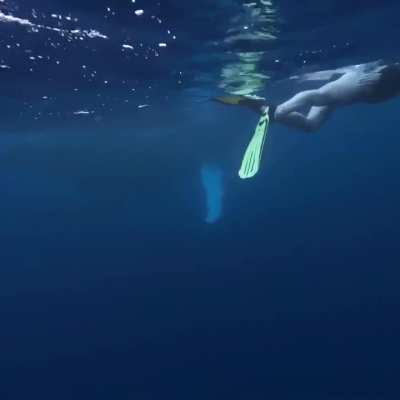 Alanah swimming with whales in Tahiti 