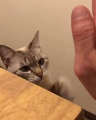 Трёхсекундное видео, чтобы сделать ваш день чуточку лучше