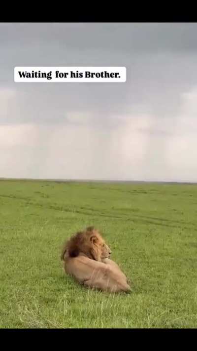 He's waiting for his brother and BRB is the last one standing. His brothers are watching him from heaven 💔🦁👑