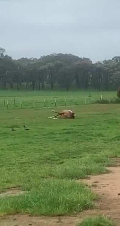 My horse is majestic!