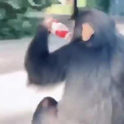 MONKE MAKE VIRAL VIDEO OOOOO OO AAHHAAAAAA