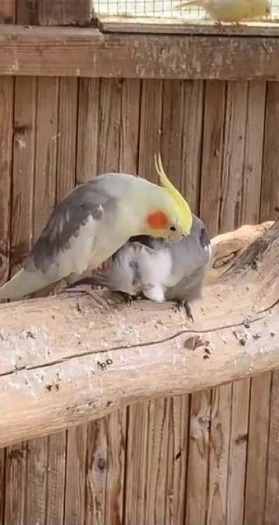 „step on my head please“