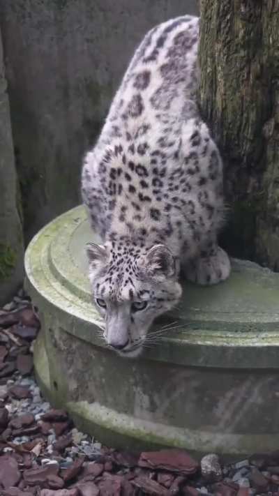 Daily snow leopards - Day 1035