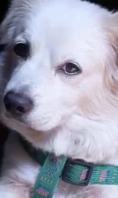 I was cleaning my gallery and found this gem my brother took of my floofball and TSwift dramatic jam