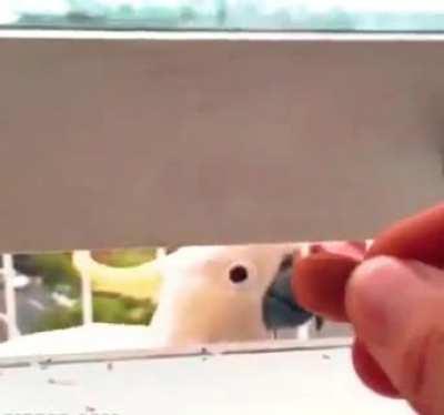 I think this fits here because it shows how parrots have a sense of fairness and (in)justice