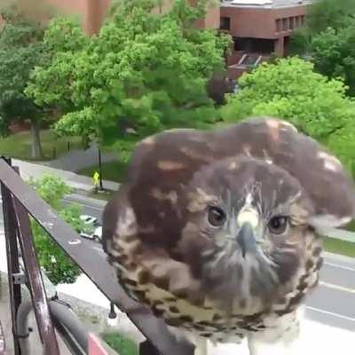 Cute and curious Young Red-tailed hawk