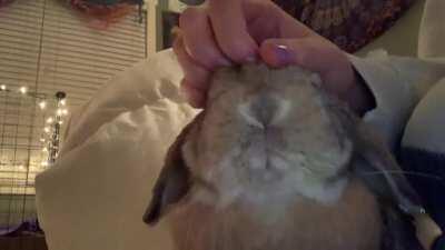 Excuse me hooman... why u stop da scritches