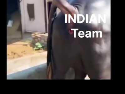 Indian Goat🐃🐃🐃