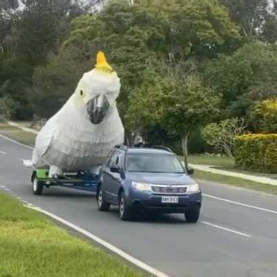 Just another day in the 'burbs of 'Straya