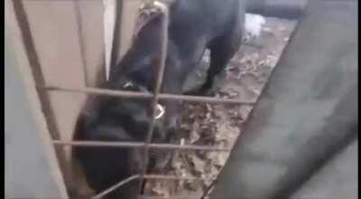 O doguinho veio quebrado