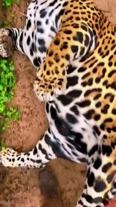 Does himb belong here