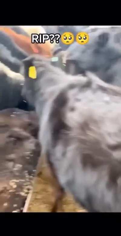 Poor cow