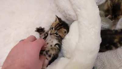 Zoe likes belly scritches, but she's very pointy