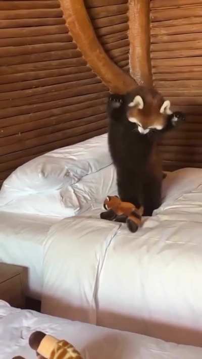 Red Panda plays with its mini look-alike toy.