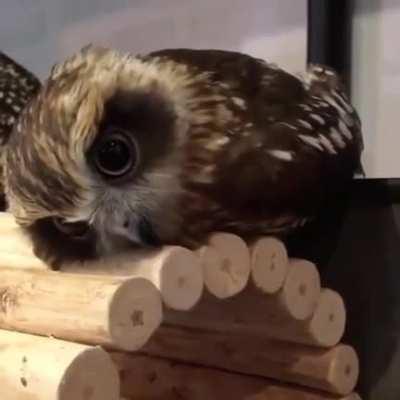 Possibly the cutest little owl I've ever seen!