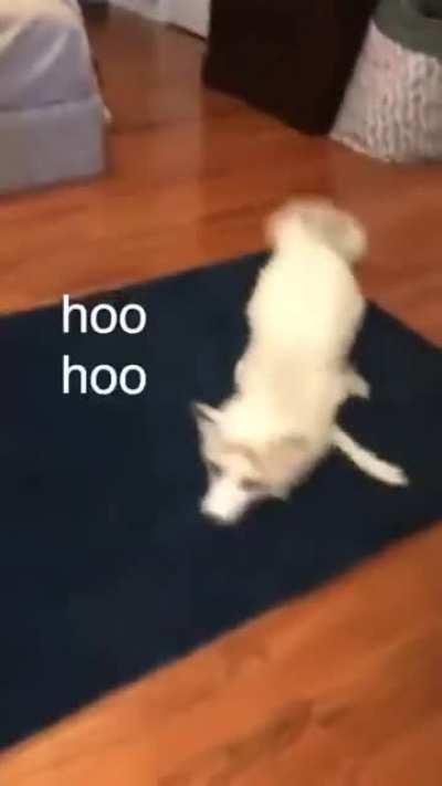 When foxes have ADHD