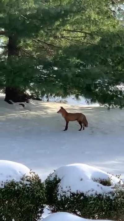 Fox awakening from a rest in our backyard