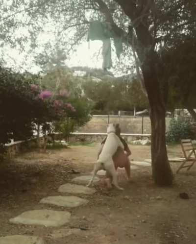 Handstand fail