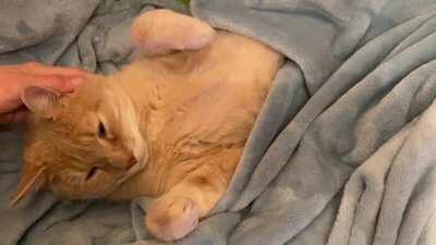 Once again, he has stolen my blanket and my spot on the couch, and I find myself sitting on the floor and petting him while gibbering incoherently about his cuteness. omfg I love him.