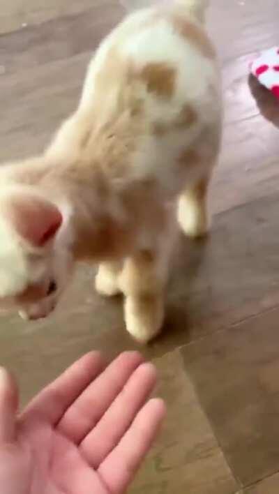 Baby Goat has curly ears.